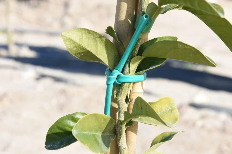 Macarrón-elástico-para-atar-plantas-dañarlas-Ovillo