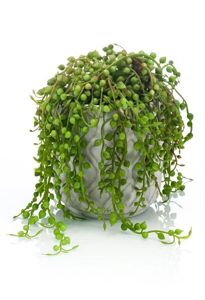 mini-senecio-artificial-15cm