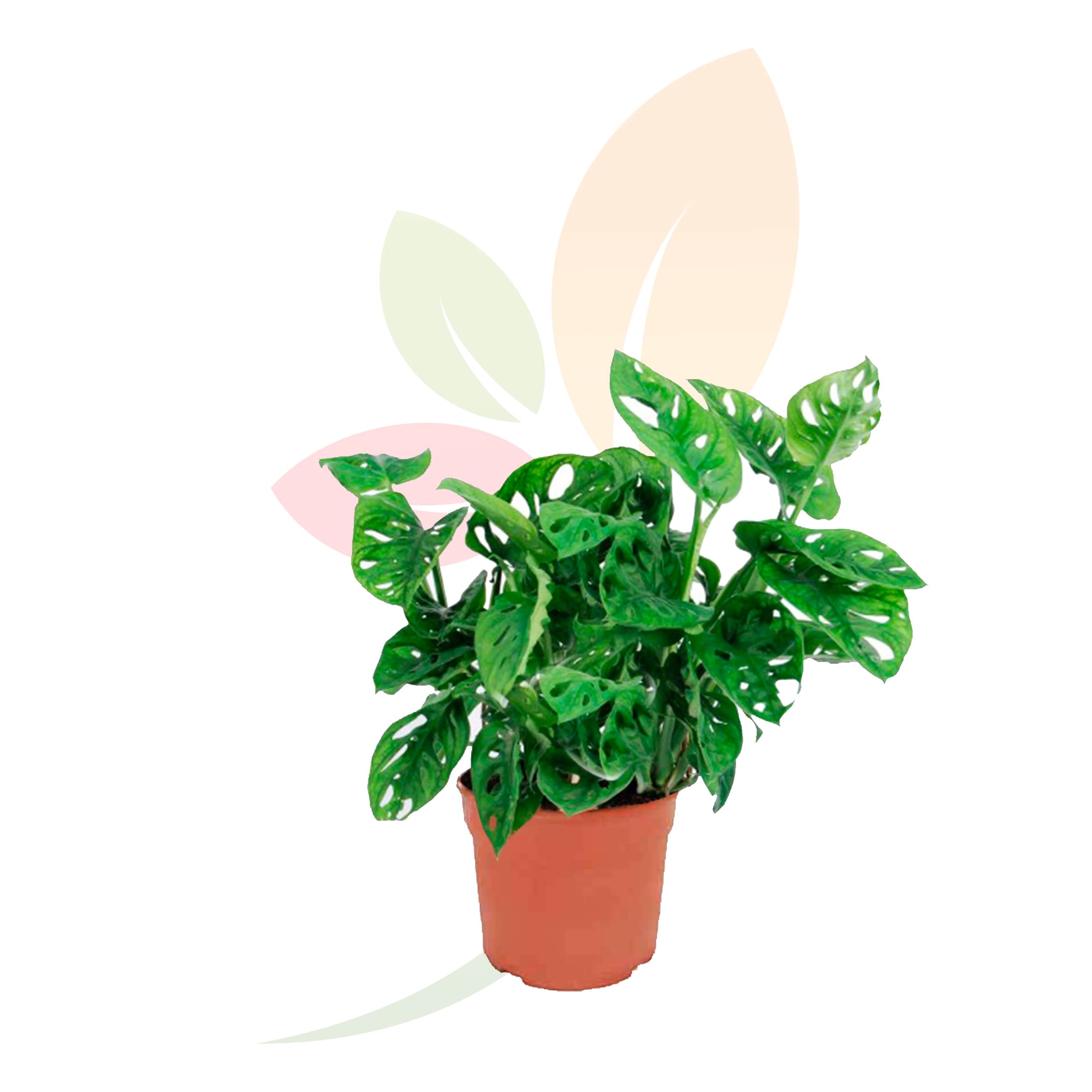 monstera-deliciosa-planta-interior