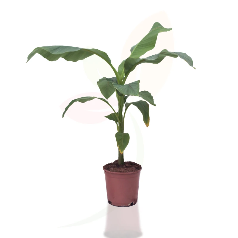 musa-basjoo-planta-exterior