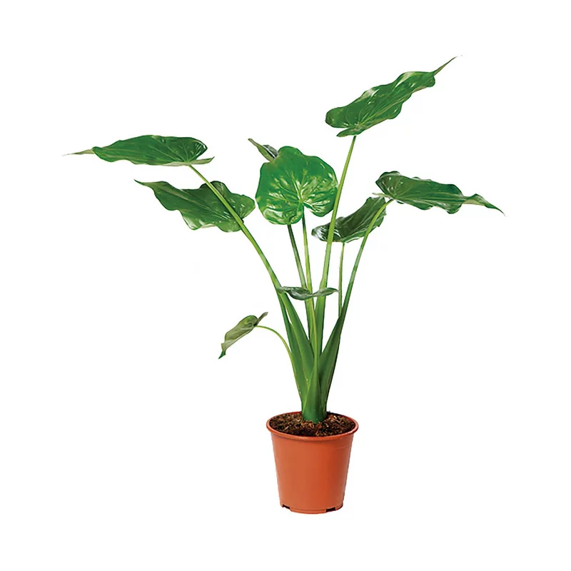 Oreja-elefante-Alocasia-cucullata