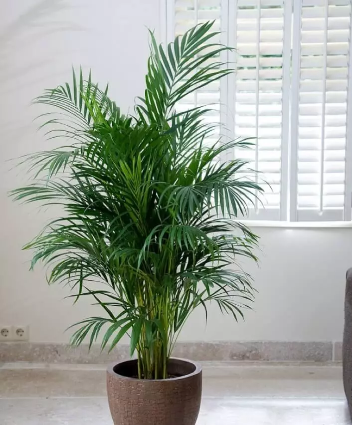 Palmera-interior-Kentia