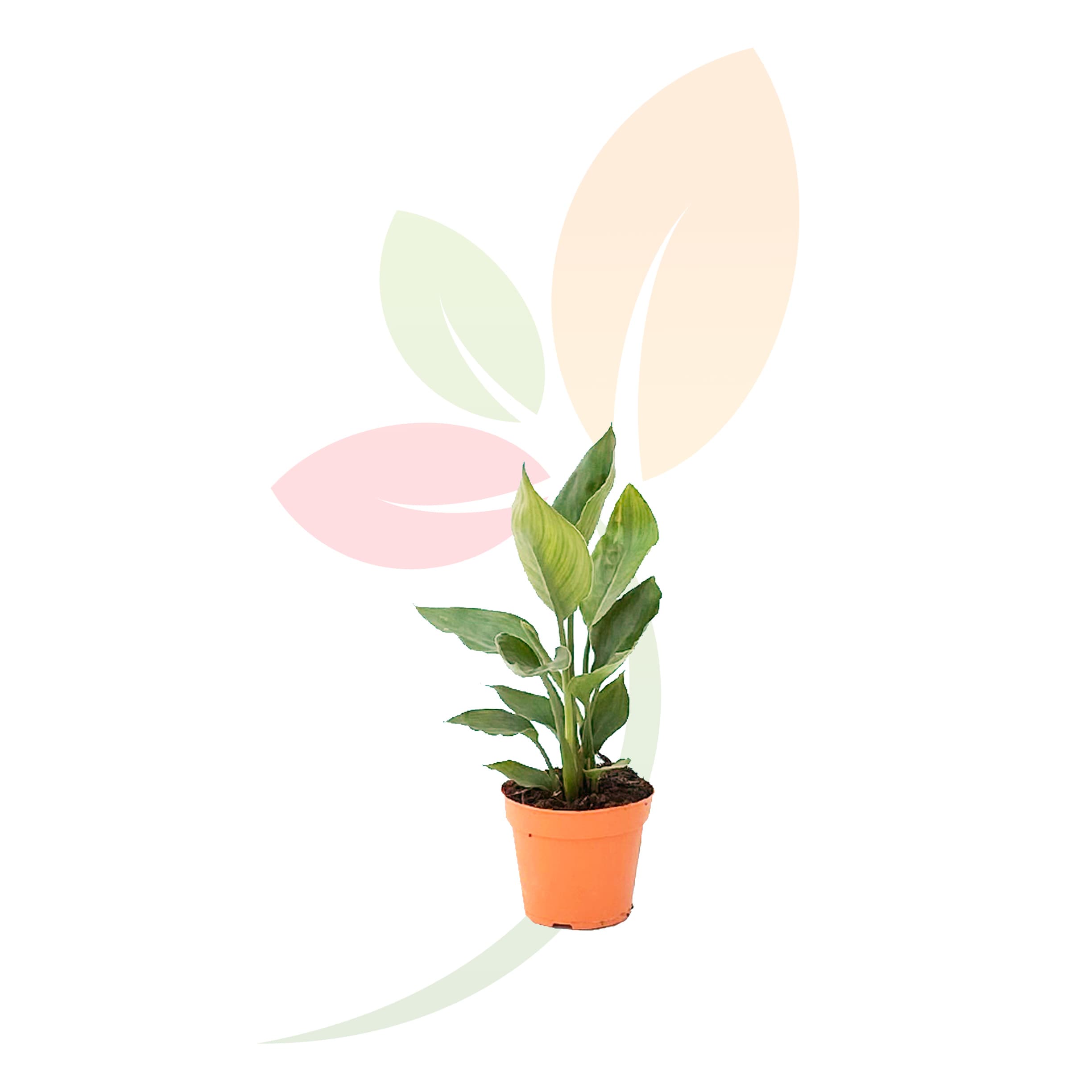 -Paraíso-(Strelitzia-reginae)-flor-tropical-para-exteriores