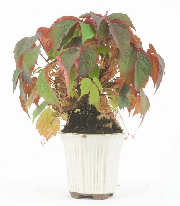 Parthenocissus-tricuspidata-Bonsái-(Parra-Virgen)-Belleza-Trepadora