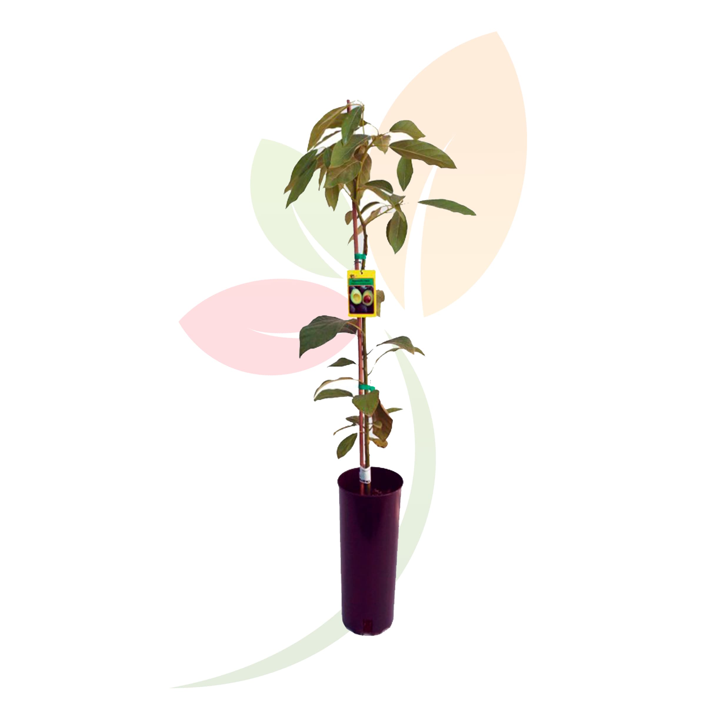 persea-americana-aguacate