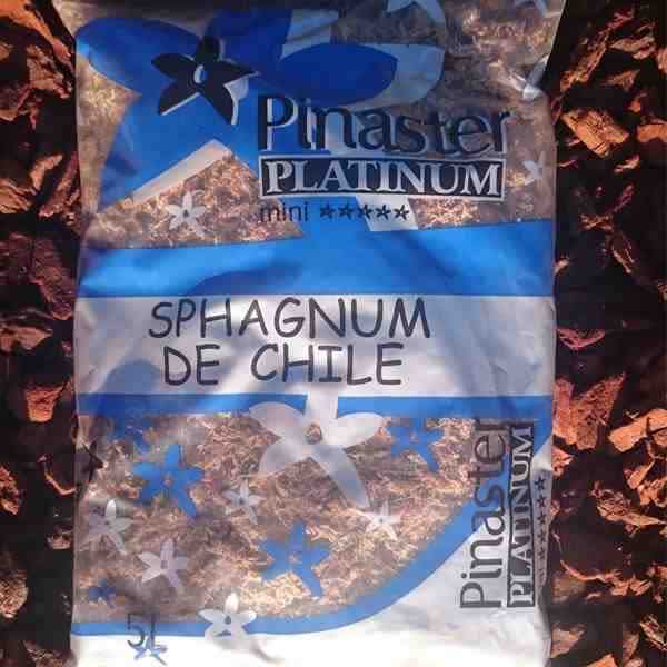 Sphagnum-Chile-Pinaster–Retiene-agua-mantiene-raíces-húmedas