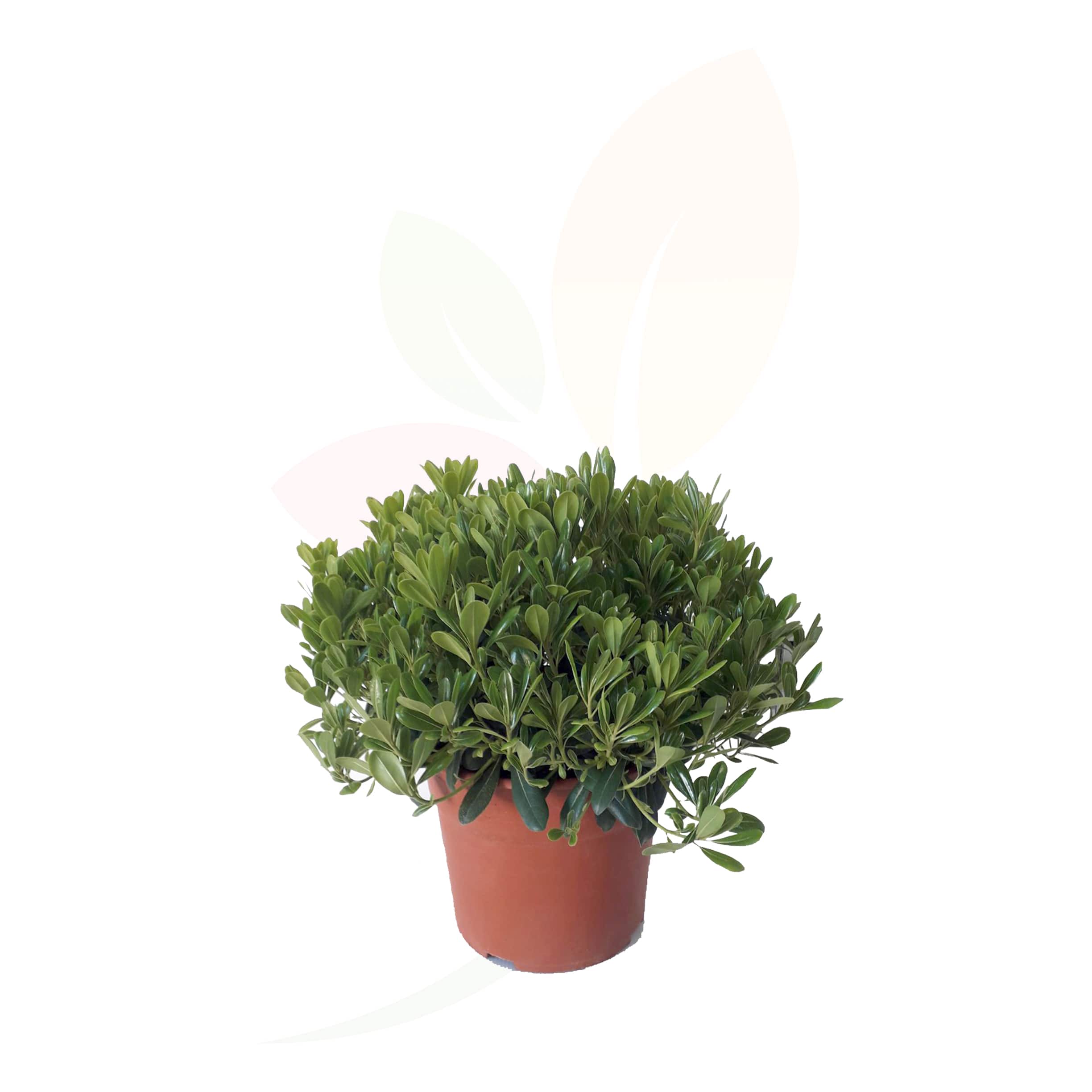 Pittosporum-Tobira-'Nana'