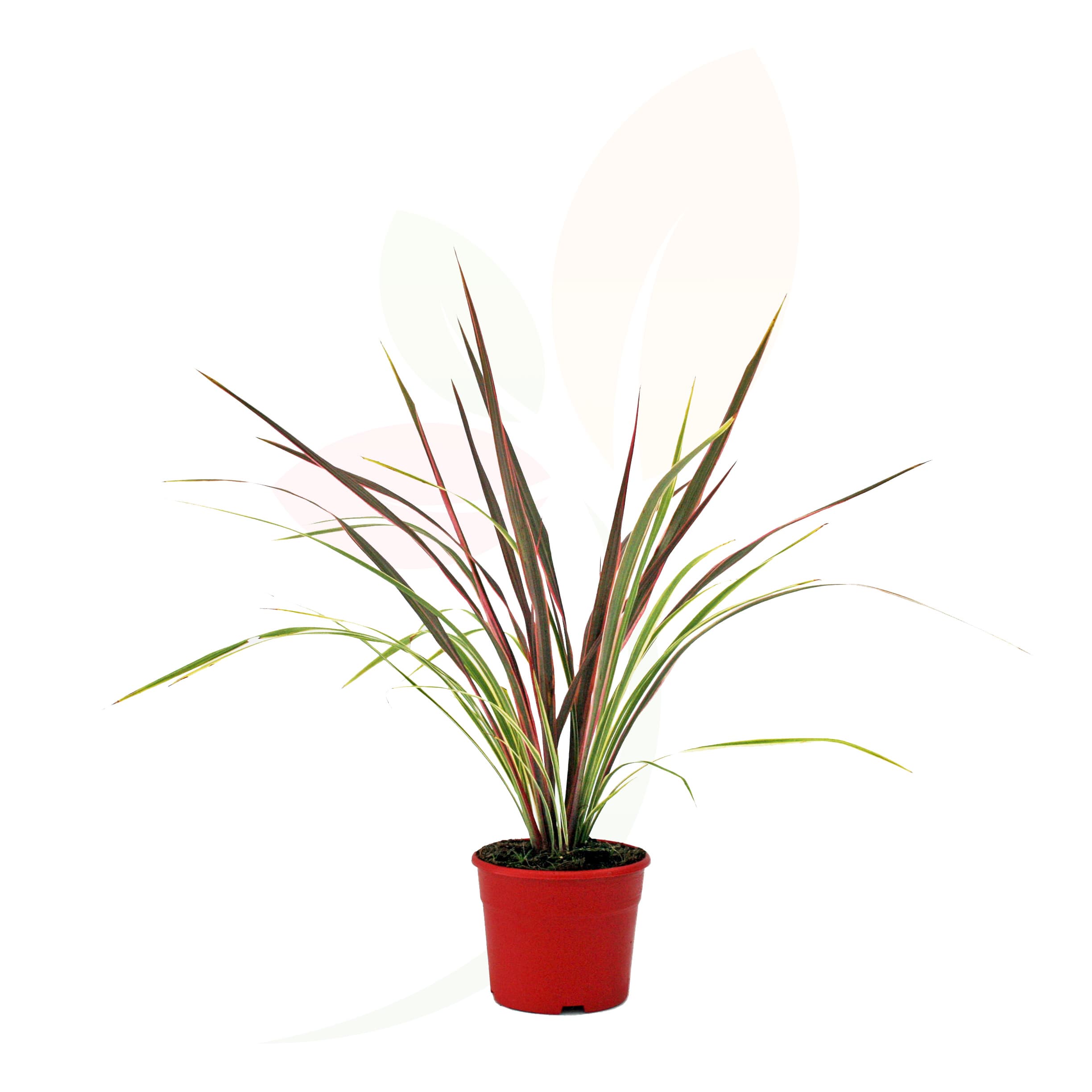 Planta-arbustiva-Cordyline-Pink