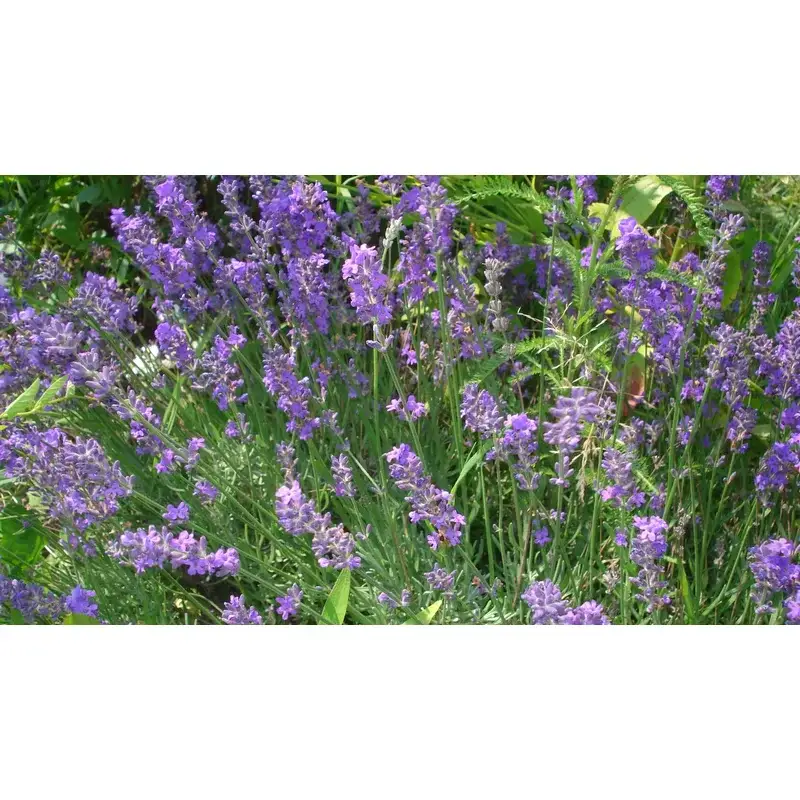 Planta-aromatica-lavanda-Lavandula-angustifolia