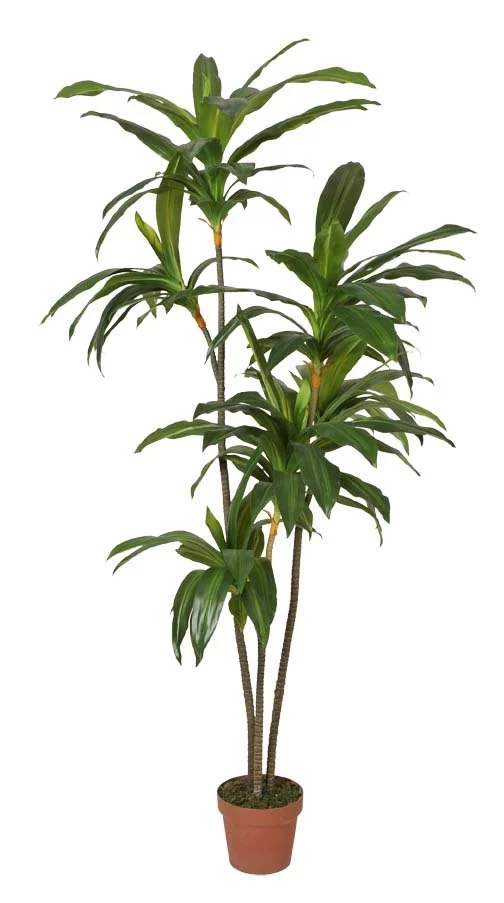 Planta-artificial-Dracena