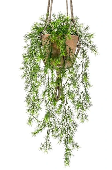 planta-colgante-asparagus-sprengeri