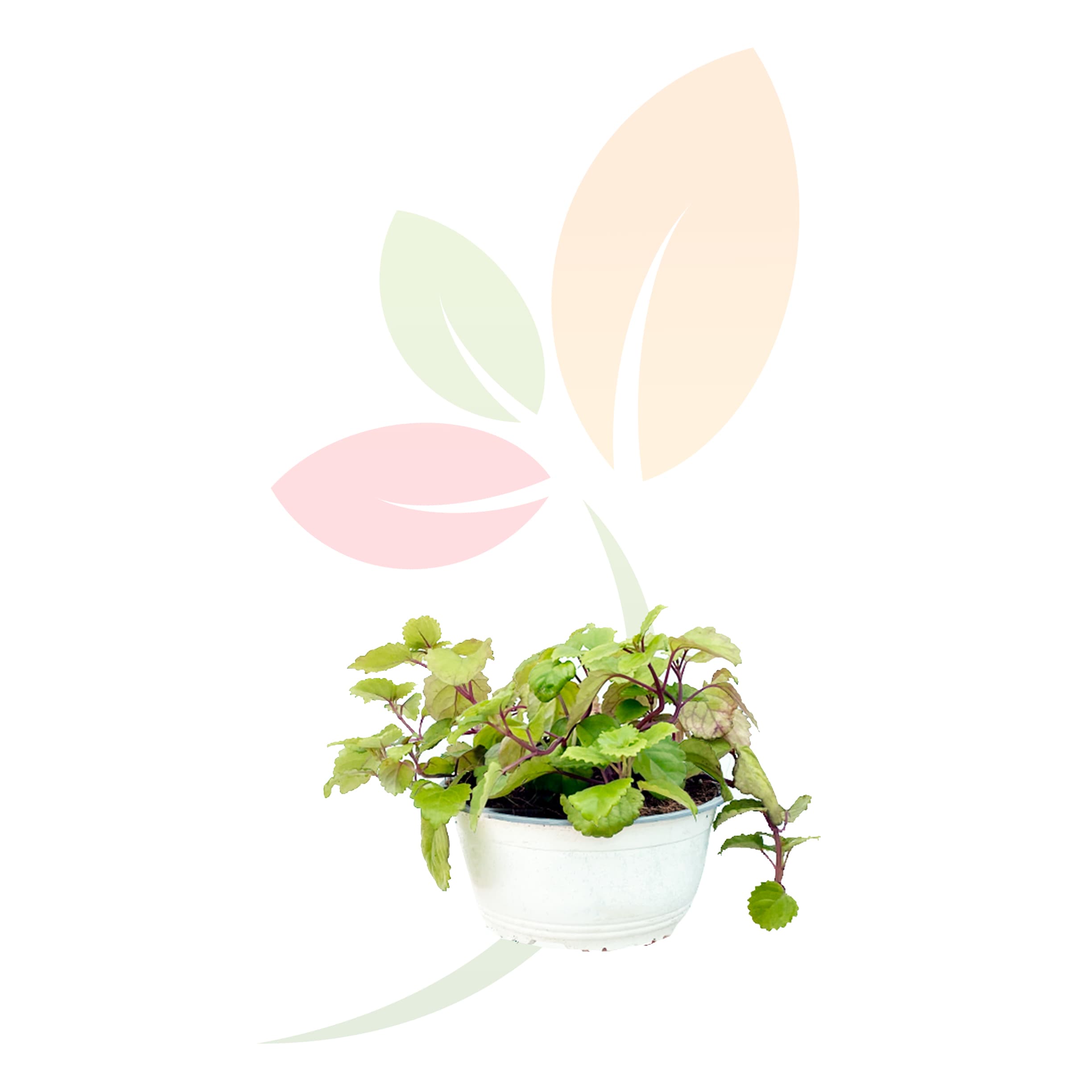 Plectranthus-Verticillatus-(Planta-Dinero)