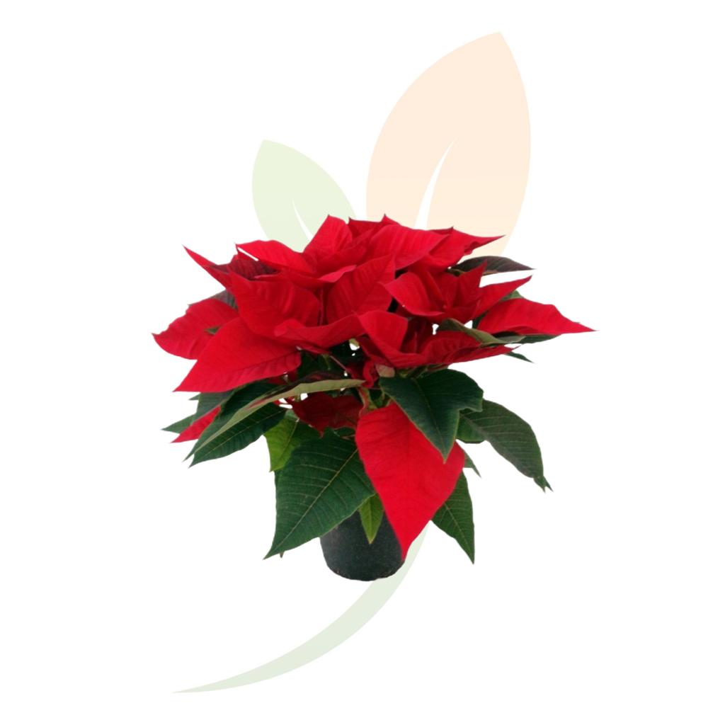 poinsettia-flor-pascua