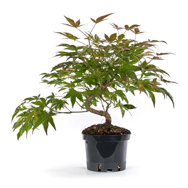 Prebonsái-Acer-palmatum-atropurpureum-Belleza-Arce-Japonés