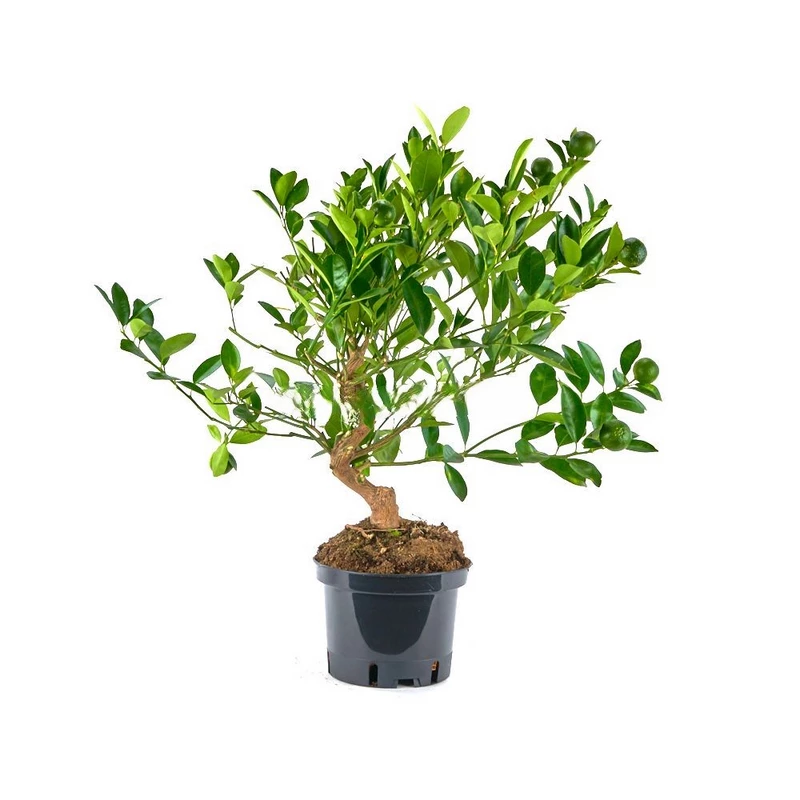prebonsai-calamondino