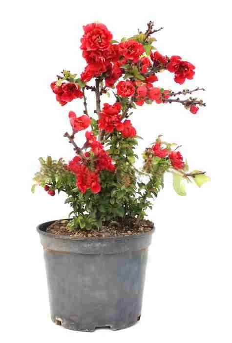 chaenomeles-superba-membrillero-japones-10-anos