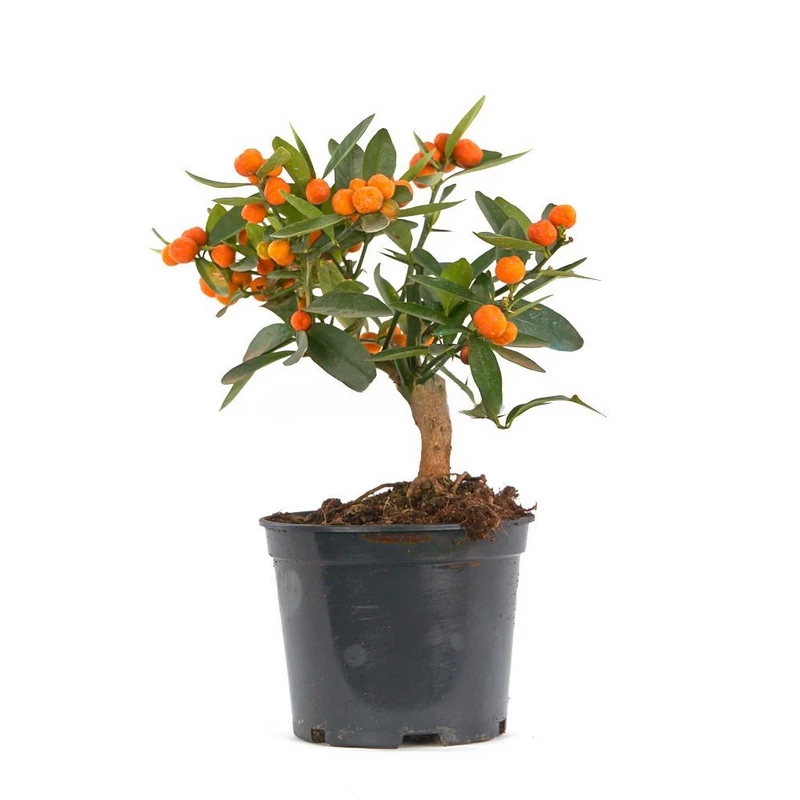 Prebonsái-Citrus-kinzu