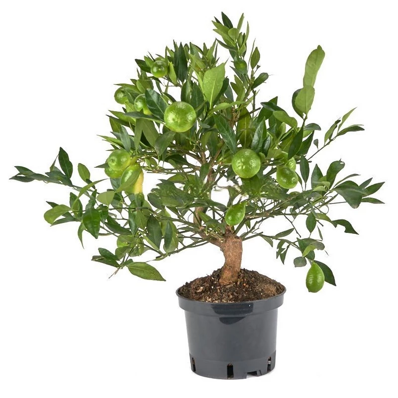 Prebonsái-Citrus-llimencuat-Limonero