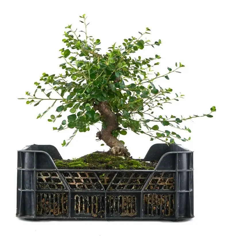 Prebonsai-Cotoneaster-horizontalis-años