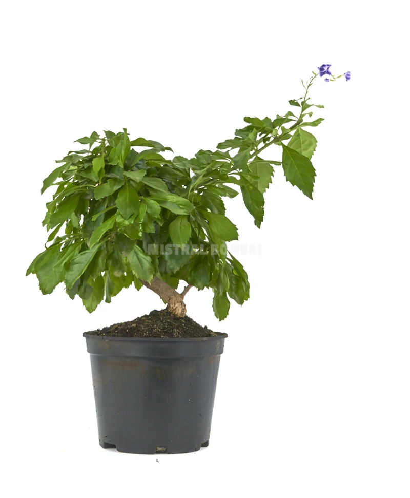 prebonsai-duranta-repens-variegata-tala-blanca-8-anos