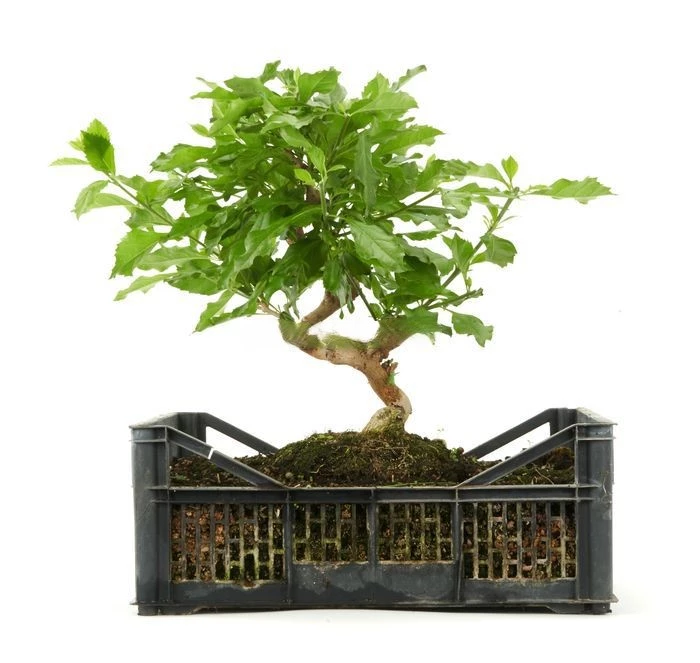 prebonsai-durantha-repens-9-anos