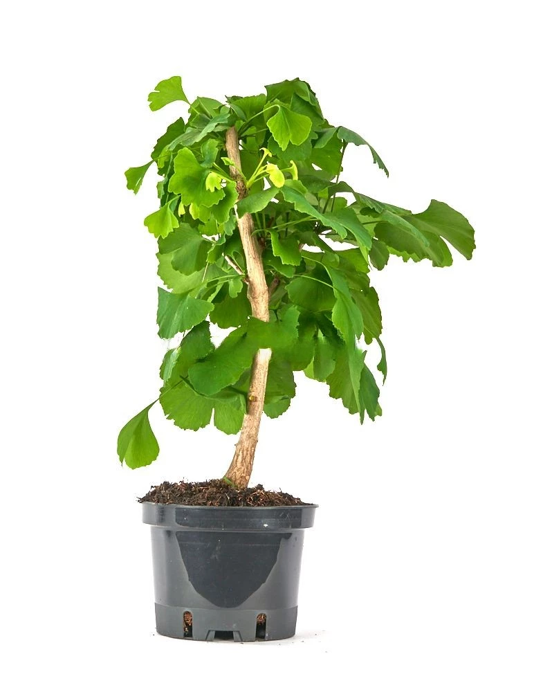Prebonsái-Ginkgo-biloba-Árbol-Sagrado-Miniatura
