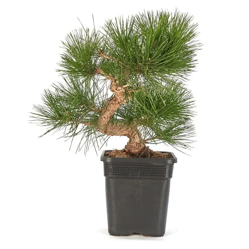 Prebonsái-Pinus-thunbergii