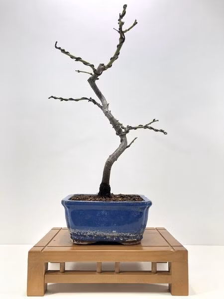 prebonsai-prunus-dulcis