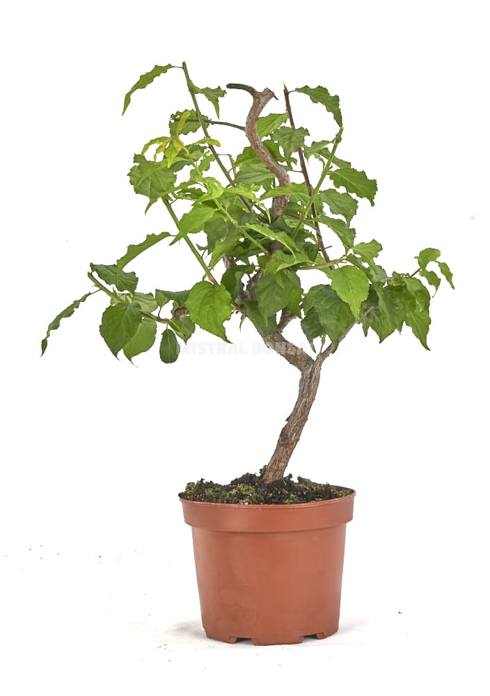 Prebonsai-Prunus-mume-años