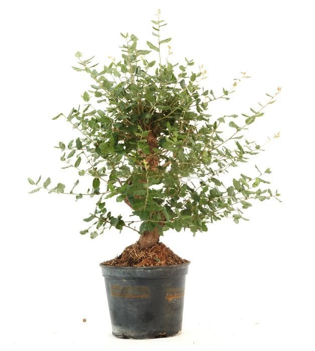 prebonsai-quercus