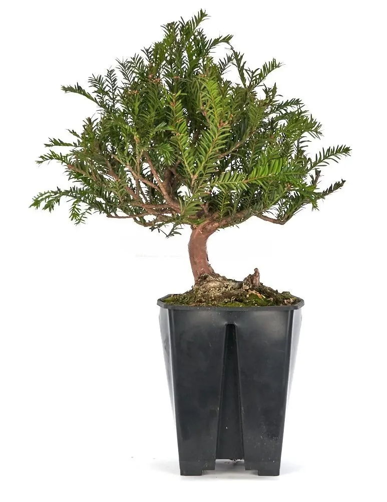 Prebonsái-Taxus-media-Tejo-Larga-Vida