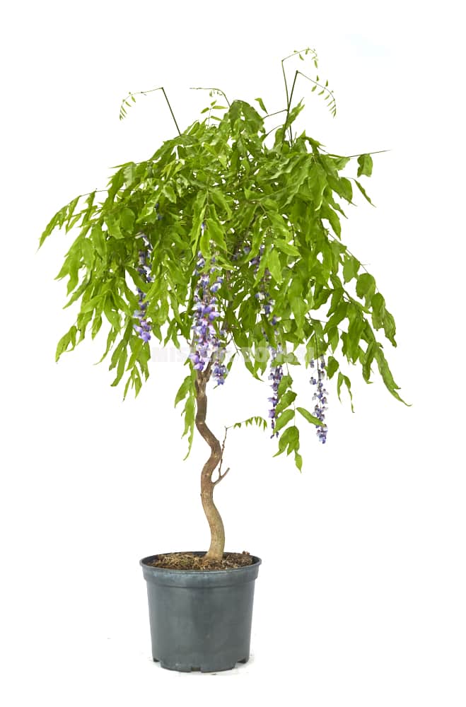 Prebonsái-Wisteria-floribunda-Glicina-Japonesa-Años