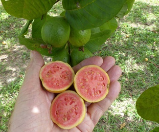Psidium-Guayaba