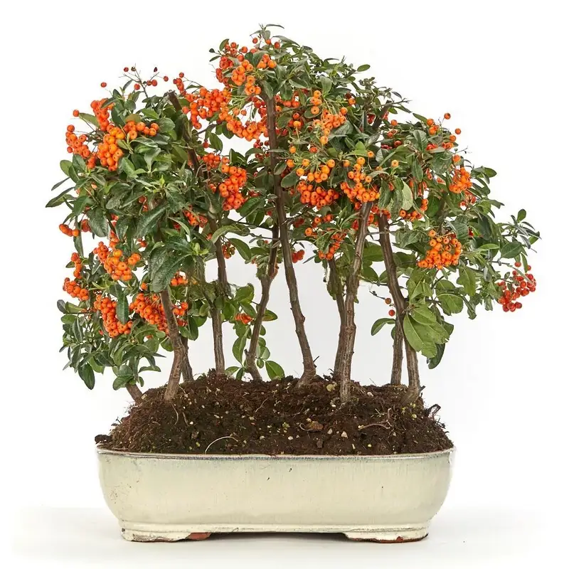 Pyracantha-coccinea-(Espino-Fuego)-Bonsái-Años