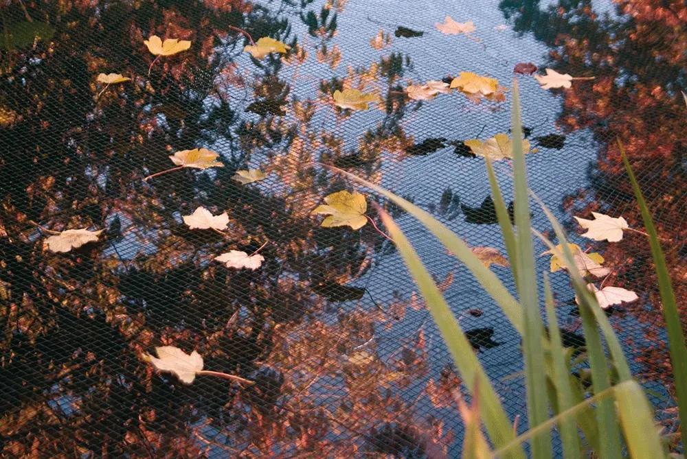 red-cubre-estanques-mango