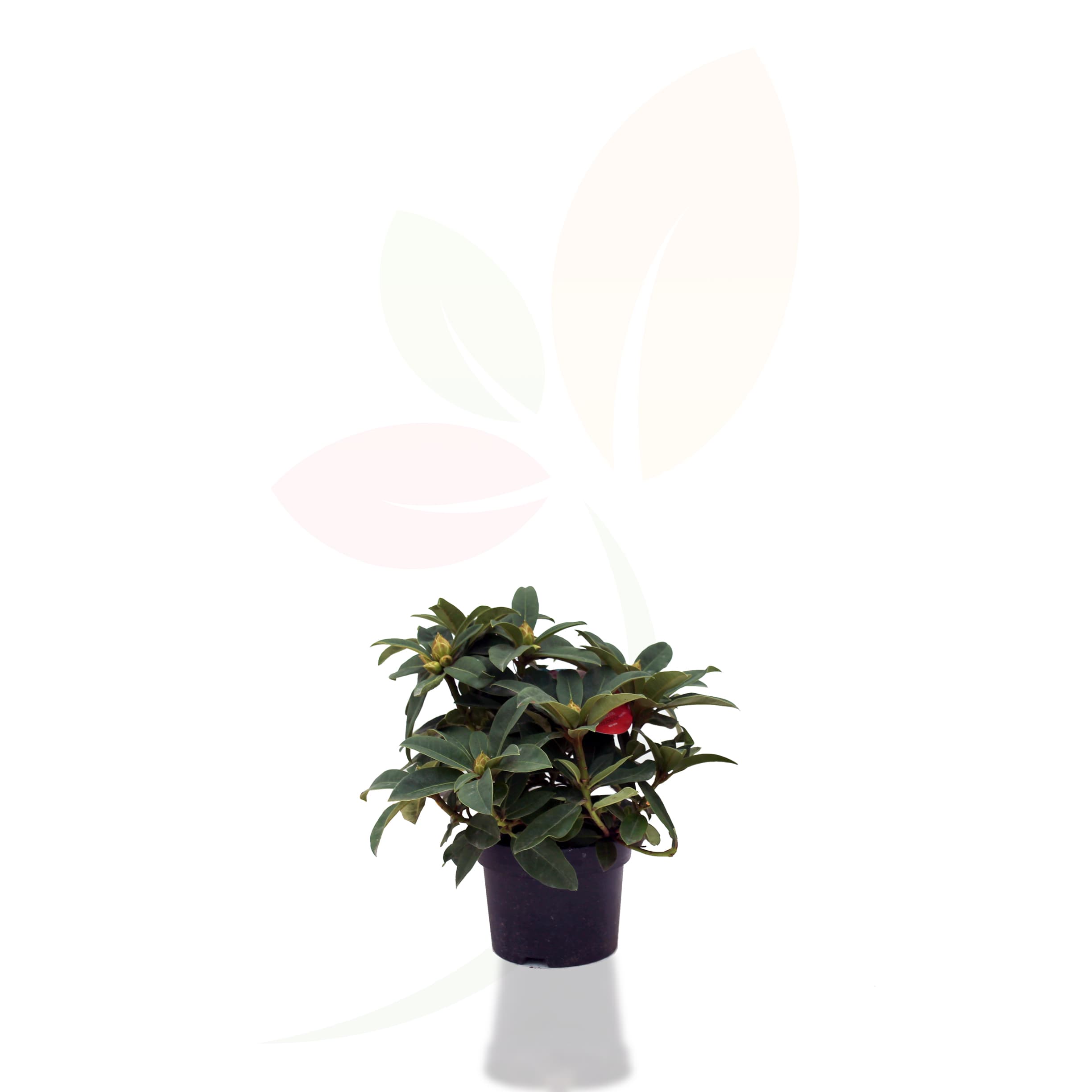 rhododendron-hibrido