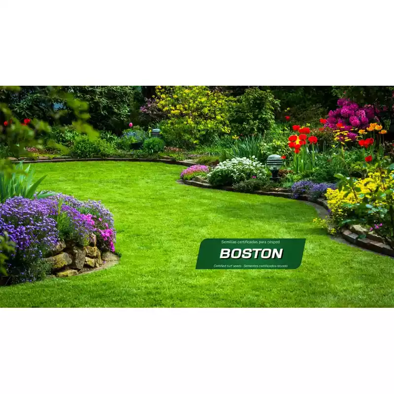 semillas-cesped-economicas-boston