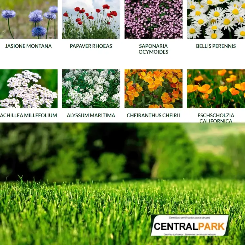 semillas-cesped-flores-centralpark