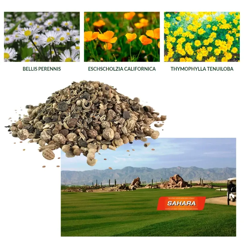semillas-cesped-flores-sahara