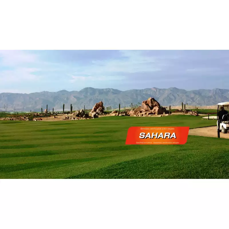 semillas-para-cesped-bajo-mantenimiento-sahara