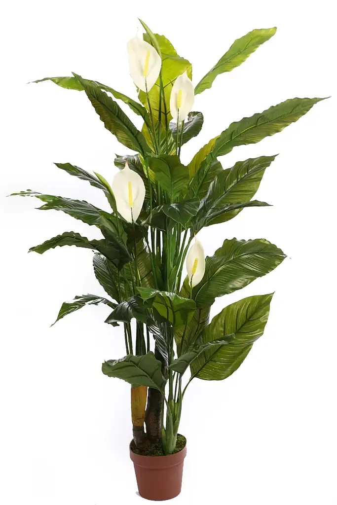 spathiphyllum